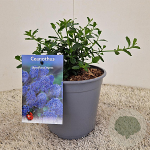 Ceanothus thyrsiflorus repens 12-15 cm 2,5L
