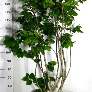 Cercis chinensis 'Avondale' 100-125 cm 20L