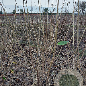 Chimonanthus praecox 150-175 cm met kluit struik 50