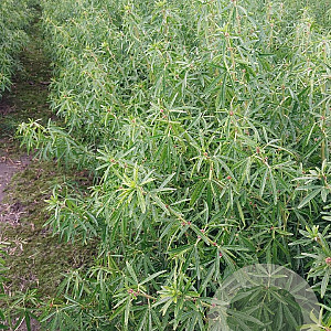 Choisya 'Aztec Pearl' 100-125 cm draadkluit struik