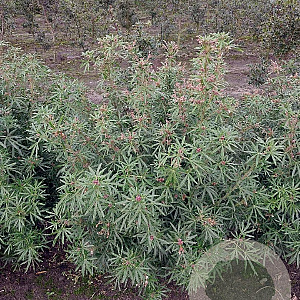 Choisya t. White Dazzler 60-80 cm draadkluit struik