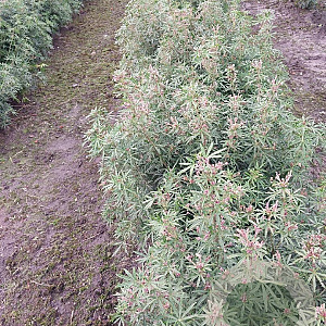 Choisya t. White Dazzler 60-80 cm draadkluit struik