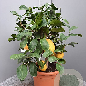 Citrus medica 100 cm 10L stam oranje