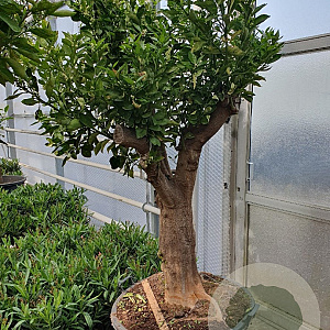 Citrus sinensis 50 cm container 60-80