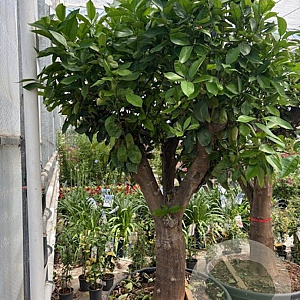 Citrus sinensis 50 cm container 60-80