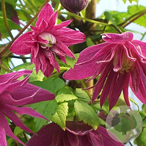 Clematis 'Imke' 175-200 cm 20L 3 stok