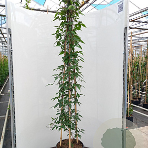 Clematis mont. rubens 175-200 cm 20L 3 stok