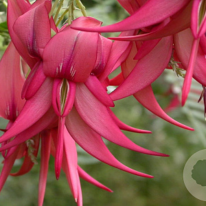 Clianthus magnificus 'Kaka King' 175-200 cm 20L 3 stok