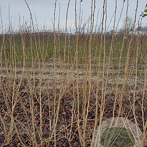 Corylus avellana 150-175 cm met kluit struik 50