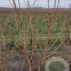 Corylus a. 'Aurea' 175-200 cm draadkluit struik op Stam