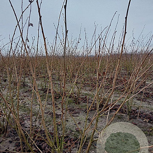 Corylus m. 'Purpurea' 125-150 cm met kluit struik