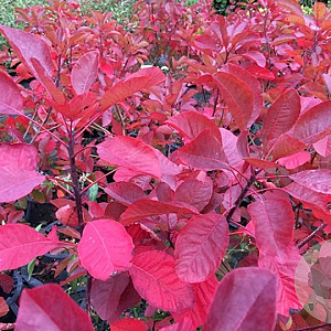 Cotinus 'Flame' 250-300 cm cont. 110L