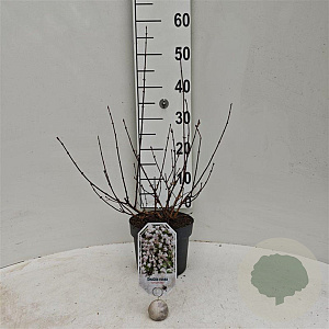 Deutzia rosea 'Campanulata' 30-40 cm 3,0L