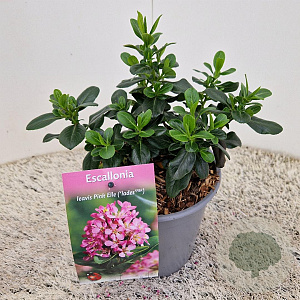 Escallonia laevis Pink Elle 12-15 cm 2,5L