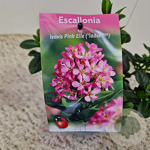 Escallonia laevis Pink Elle 12-15 cm 2,5L
