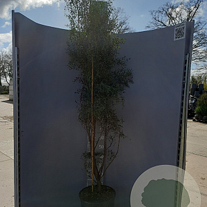 Eucalyptus gunnii France Blue 175-200 cm 20L