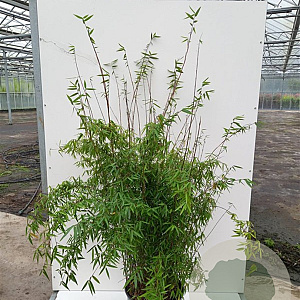 Fargesia jiuzhaigou 9 125-150 cm 25L