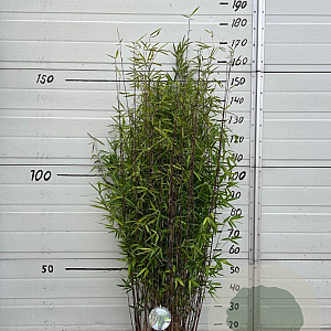 Fargesia nitida 'Black Pearl' 100-125 cm 10L