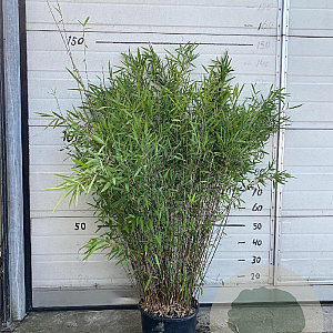 Fargesia nitida 'Black Pearl' 100-125 cm 10L