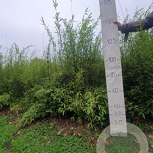 Fargesia nitida 'Black Pearl' 125-150 cm 10L