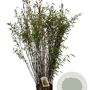 Fargesia nitida 'Volcano' 100-125 cm 10L