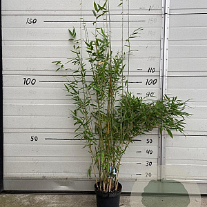 Fargesia 'Obelisk' 100-125 cm 5,0L