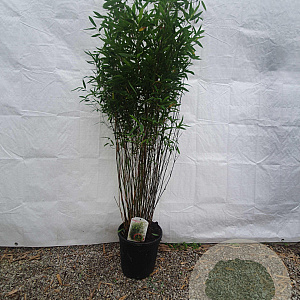 Fargesia 'Obelisk' 125-150 cm 10L