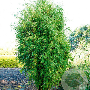 Fargesia 'Obelisk' 150-175 cm 5,0L