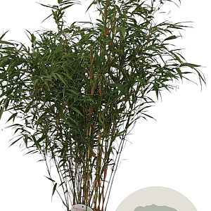 Fargesia robusta 'Pingwu' 100-125 cm 10L
