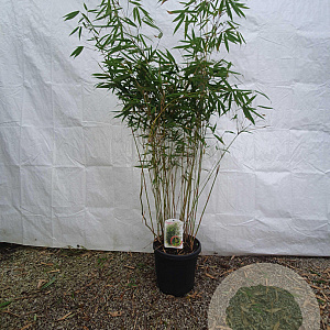 Fargesia robusta 'Pingwu' 125-150 cm 10L