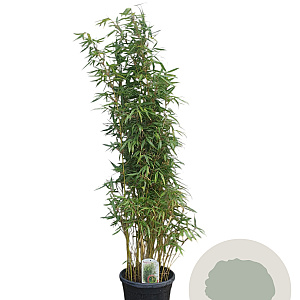 Fargesia robusta 'Pingwu' 125-150 cm 15L