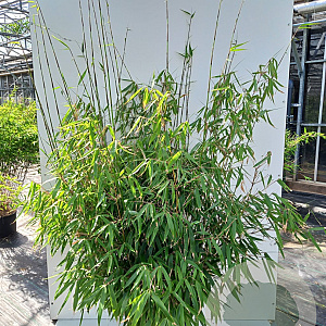 Fargesia robusta 'Pingwu' 200-225 cm 30L