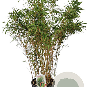 Fargesia rufa 100-125 cm 10L