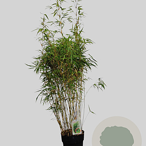Fargesia rufa 100-125 cm 10L