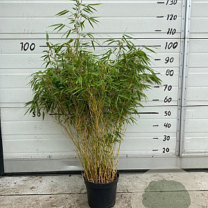 Fargesia rufa 125-150 cm 10L