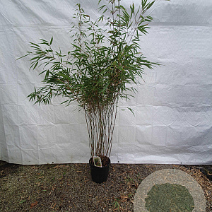 Fargesia rufa 125-150 cm 10L