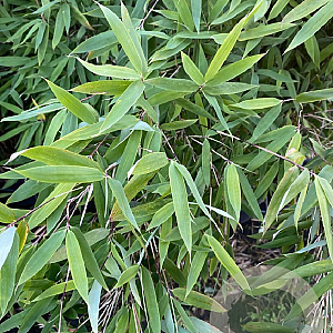 Fargesia 'Winter Joy' 125-150 cm 10L