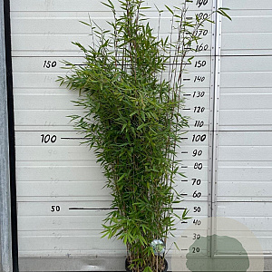 Fargesia 'Winter Joy' 125-150 cm 10L