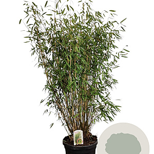 Fargesia 'Winter Joy' 150-175 cm 30L