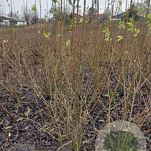 Forsythia int. 'Lynwood' 150-175 cm met kluit struik 50