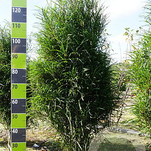 Frangula alnus Fine Line 100-125 cm met kluit