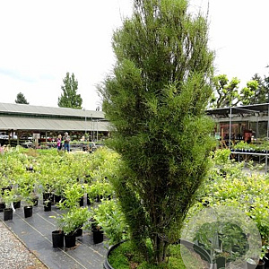 Frangula alnus 'Ron Williams' 125-150 cm met kluit struik