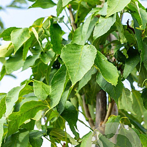 Fraxinus amer. 'Skyline' 12-14 HO draadkluit