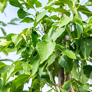 Fraxinus amer. 'Skyline' 12-14 HO draadkluit