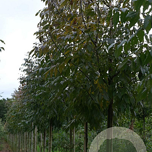 Fraxinus amer. 'Skyline' 12-14 HO draadkluit