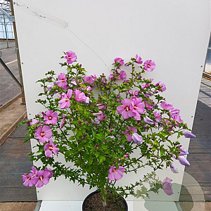 Hibiscus syr. 'Woodbridge' 80-100 cm 20L