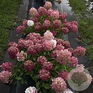 Hydrangea pan. Fire Light 80-100 cm 20L