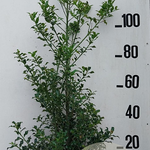 Ilex aq. 'Alaska' 100-125 cm 20L