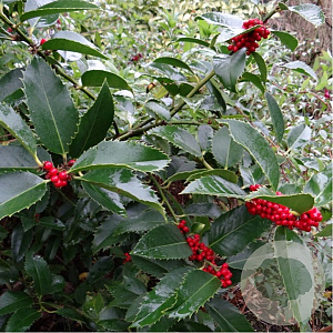 Ilex aq. 'Castanaefolia' 350-400 cm cont. 290L