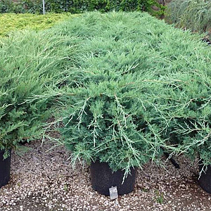 Juniperus pf. 'Pfitzeriana Glauca' 60-80 cm 20L breed